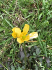 Ranunculus fascicularis