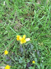 Ranunculus fascicularis