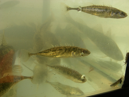 Ninespine Stickleback