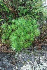 Darwiniothamnus tenuifolius
