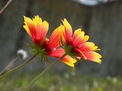 Gaillardia pulchella image