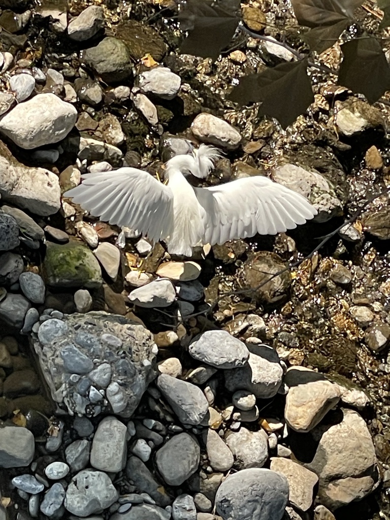 Snowy Egret from Parque Canoas, Monterrey, N.L., MX on September 22