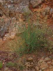 Gonocytisus angulatus