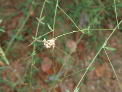 Gonocytisus angulatus