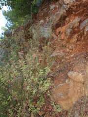 Gonocytisus angulatus