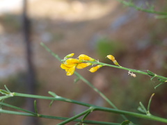 Gonocytisus angulatus