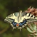 Mariposa Cometa Macaón - Photo (c) floris_heemskerk, algunos derechos reservados (CC BY-NC)