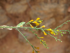 Gonocytisus angulatus