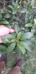 Cestrum mutisii