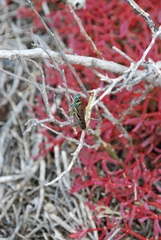 Schistocerca melanocera