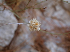 Helichrysum pamphylicum