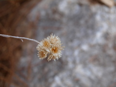 Helichrysum pamphylicum