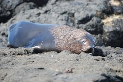 Arctocephalus galapagoensis