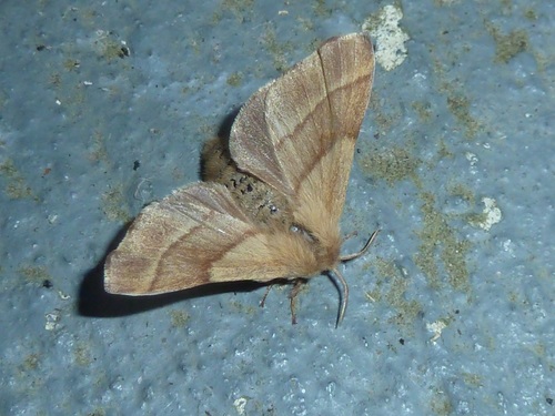 Western Tent Caterpillar Moth