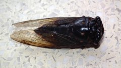 Cryptotympana mandarina