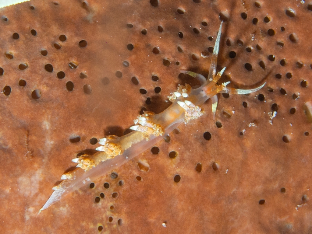 Longhorn Austraeolis