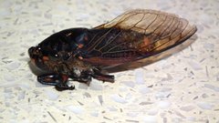 Cryptotympana mandarina