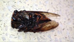 Cryptotympana mandarina