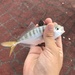 Blackfin Scad - Photo (c) Jiayuan Lin, some rights reserved (CC BY-NC), uploaded by Jiayuan Lin