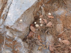 Helichrysum pamphylicum