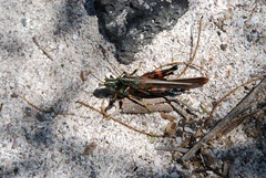 Schistocerca melanocera