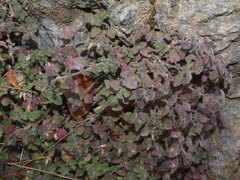 Clinopodium pamphylicum