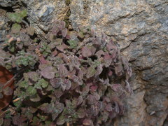 Clinopodium pamphylicum