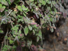 Clinopodium pamphylicum
