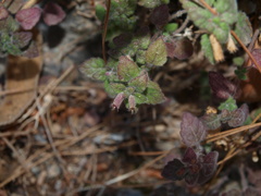 Clinopodium pamphylicum