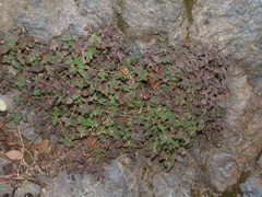 Clinopodium pamphylicum