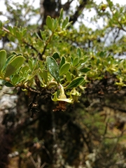 Escallonia myrtilloides