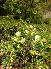 Escallonia myrtilloides