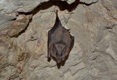 Platalina genovensium