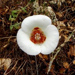 Calochortus venustus