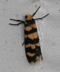 Scaptesyle equidistans