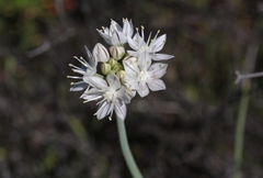 Allium haematochiton