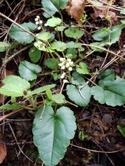 Veronica californica