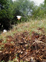 Calochortus venustus