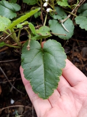 Veronica californica