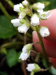 Veronica californica