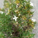 Arcytophyllum thymifolium - Photo (c) hgromero, algunos derechos reservados (CC BY-NC), subido por hgromero