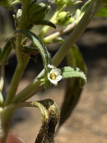 Image of Phacelia racemosa by (c) Matt Berger, some rights reserved (CC BY)