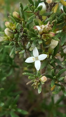 Arcytophyllum thymifolium