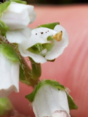 Veronica californica