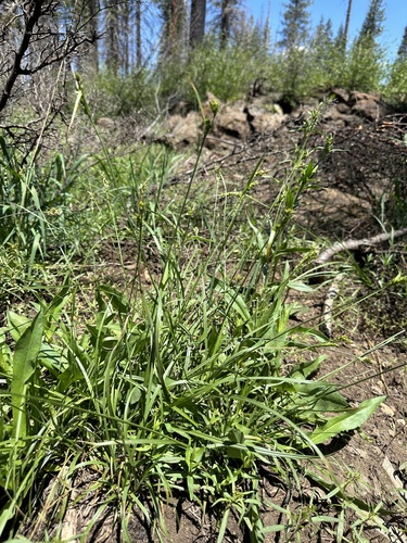 Image of Carex whitneyi by (c) Matt Berger, some rights reserved (CC BY)