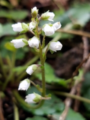 Veronica californica