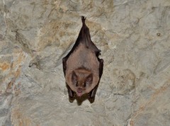 Platalina genovensium