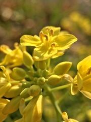 Brassica rapa