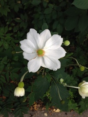 Eriocapitella × hybrida