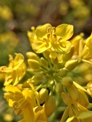 Brassica rapa